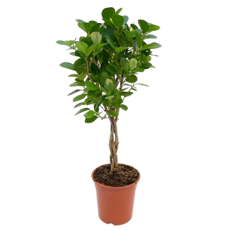 Ficus microcarpa 'Moclame' pot 17cm
