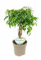 Ficus Tarana pot 12 cm