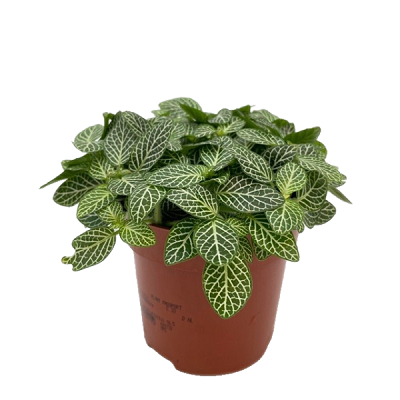 Fittonia verschaffeltii pot 10.5cm