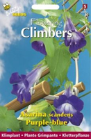 Flowering climbers asarina bl 10zd - afbeelding 3