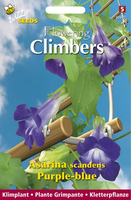 Flowering climbers asarina bl 10zd - afbeelding 4