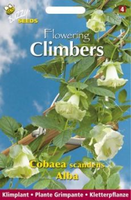 Flowering climbers cobaea wit 2gram - afbeelding 3