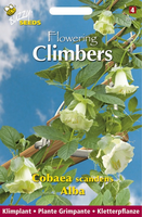 Flowering climbers cobaea wit 2gram - afbeelding 4