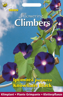 Flowering climbers ipomoea knowl 2gram - afbeelding 4