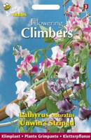 Flowering climbers lathyrus unwi 4gram - afbeelding 3