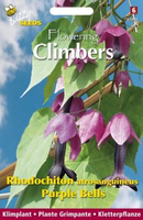 Flowering climbers rhodochiton 10zd - afbeelding 3