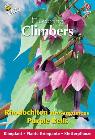 Flowering climbers rhodochiton 10zd - afbeelding 1