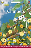 Flowering climbers thunbergia 0.5gram - afbeelding 3