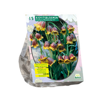 Fritillaria michailovski 15st