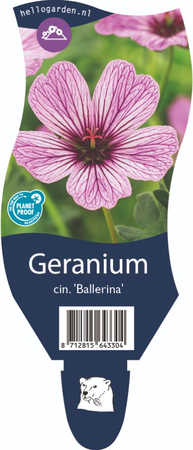 Geranium cin. 'Ballerina'