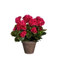 Geranium d27h41cm d.roze