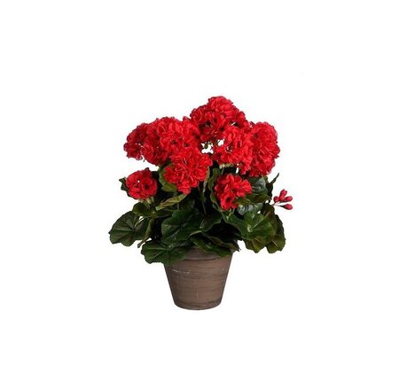 Geranium d27h41cm rood