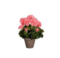 Geranium d27h41cm zalm