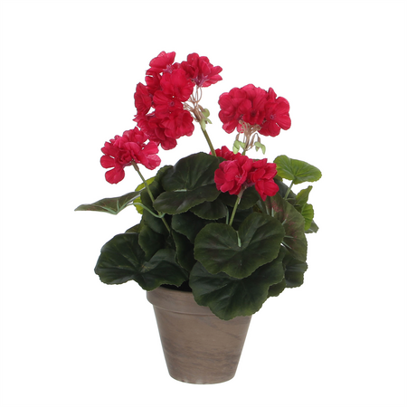 Geranium groot i/pot d20h34 d.roze