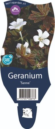 Geranium 'Sanne'