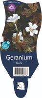Geranium 'Sanne'