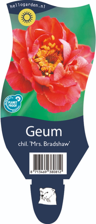 Geum chiloense 'Mrs Bradshaw'