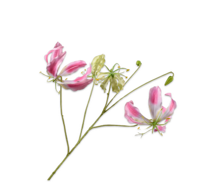 Gloriosatak l89cm roze