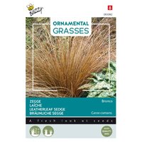 Grasses carex comans bronco - afbeelding 1