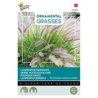 Grasses pennisetum alopecuriodes - afbeelding 1