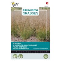 Grasses sporobolus heterolepis - afbeelding 1