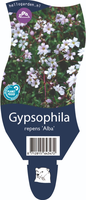 Gypsophila rep. Alba P11