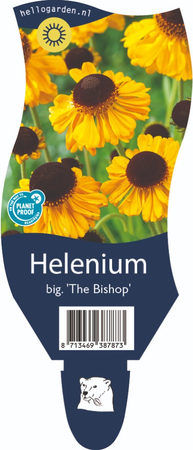 Helenium big. 'The Bishop'