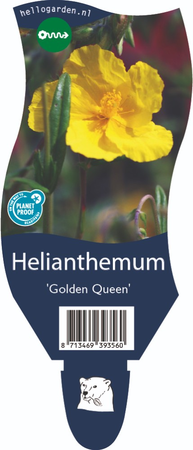 Helianthemum Golden Queen P11
