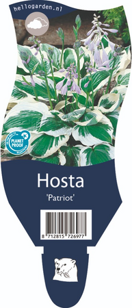 Hosta 'Patriot'