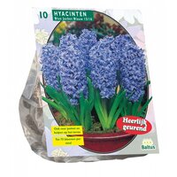 Hyacinthus blue jacket 10st