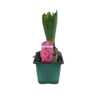 Hyacinthus orie. 'Pearl'   ...mix 4 pot 7 cm per stuk