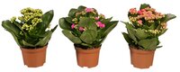 Kalanchoe p10,5