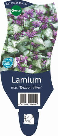 Lamium mac. Beacon Silver P11