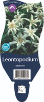 Leontopodium alpinum P11