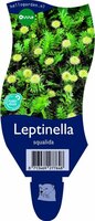 Leptinella squalida