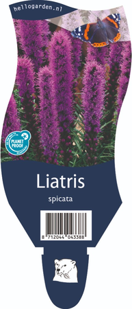 Liatris spicata