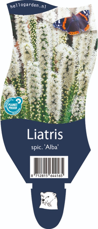 Liatris spicata 'Alba'