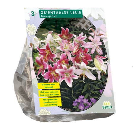 Lilium oriental mix 3st