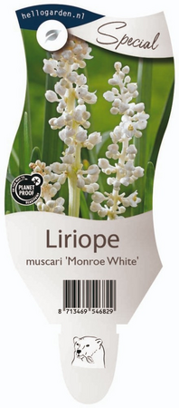 Liriope muscari Monroe White P11