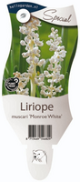 Liriope muscari Monroe White P11