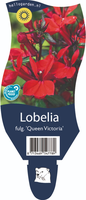 Lobelia fulgens 'Queen Victoria'