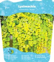 Lysimachia nummularia 'Aurea' - afbeelding 2