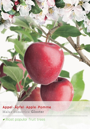 Malus dom.Gloster p27 h120cm - afbeelding 1