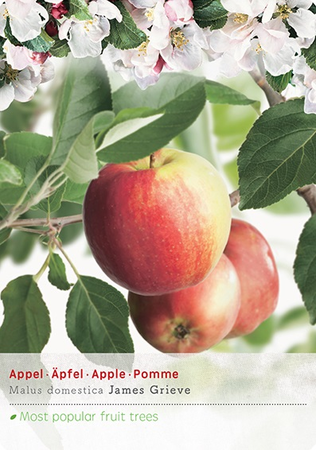 Malus dom. James Grieve p27 h120cm - afbeelding 1