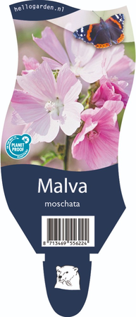 Malva moschata