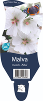 Malva moschata 'Alba'