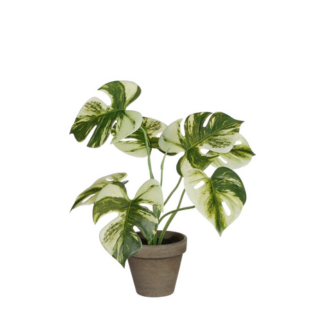 Monstera in pot d24h30cm groen