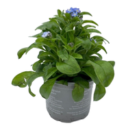 Myosotis sylva. Mon Amie P10,5