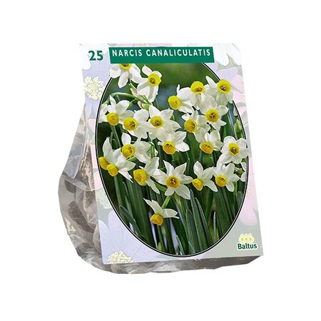 Narcis canaliculatis 25st