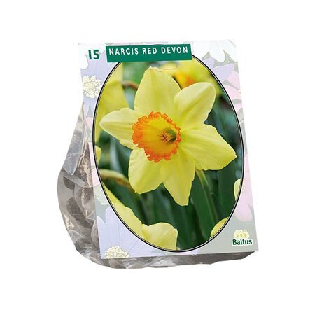 Narcis red devon 15st